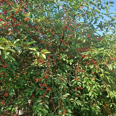 ベッド・アンド・ブレックファスト Lattemiele 3*