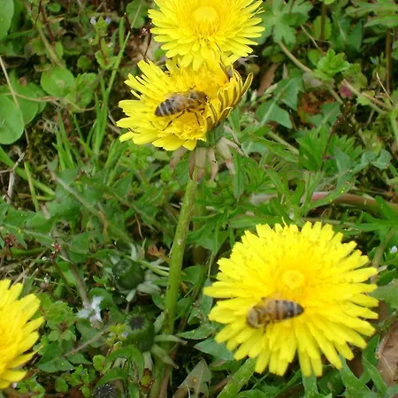 ベッド・アンド・ブレックファスト Lattemiele