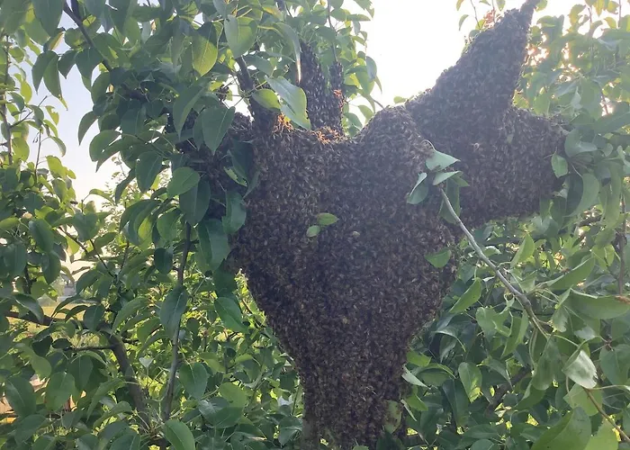 ベッド・アンド・ブレックファスト Lattemiele