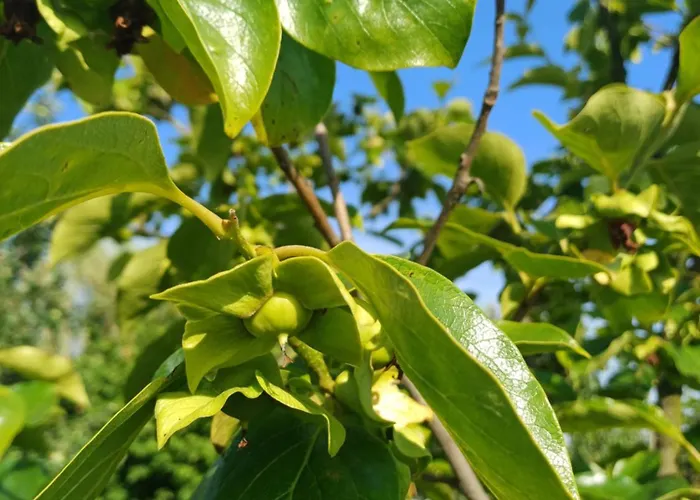 ベッド・アンド・ブレックファスト Lattemiele