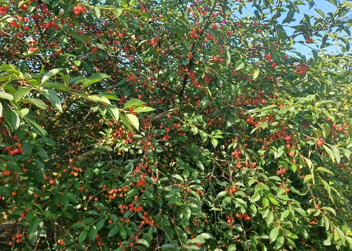 ベッド・アンド・ブレックファスト Lattemiele 3*