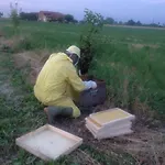 Lattemiele Fontanellato