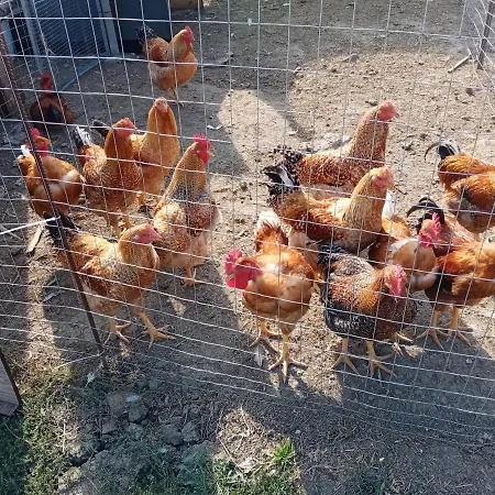 לינה וארוחת בוקר Lattemiele