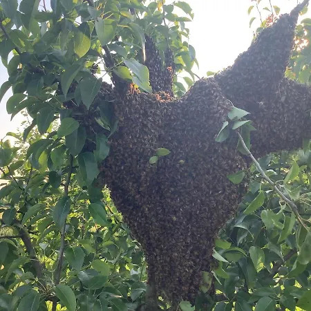 לינה וארוחת בוקר Lattemiele