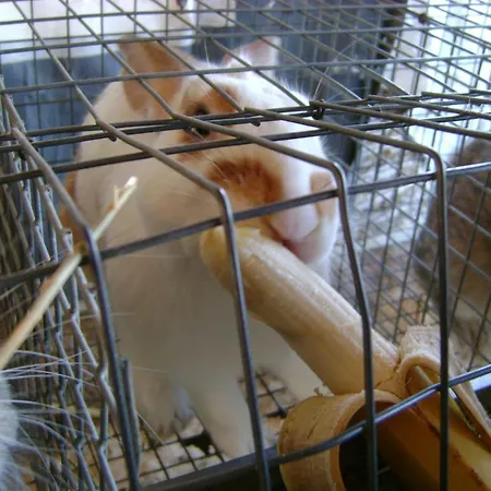 Lattemiele לינה וארוחת בוקר פוטנלאטו