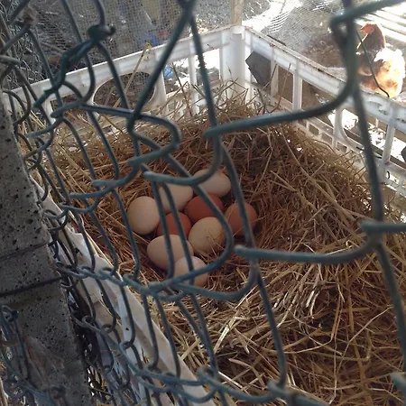 拉特米勒b＆b住宿加早餐酒店 住宿加早餐酒店 3*