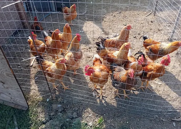 Couette-café Lattemiele