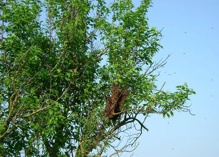 Panzió Lattemiele Fontanellato